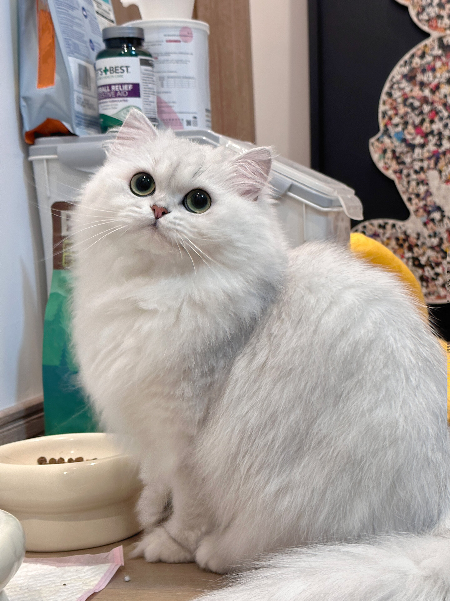 以太坊钻石猫_以太坊 加密猫