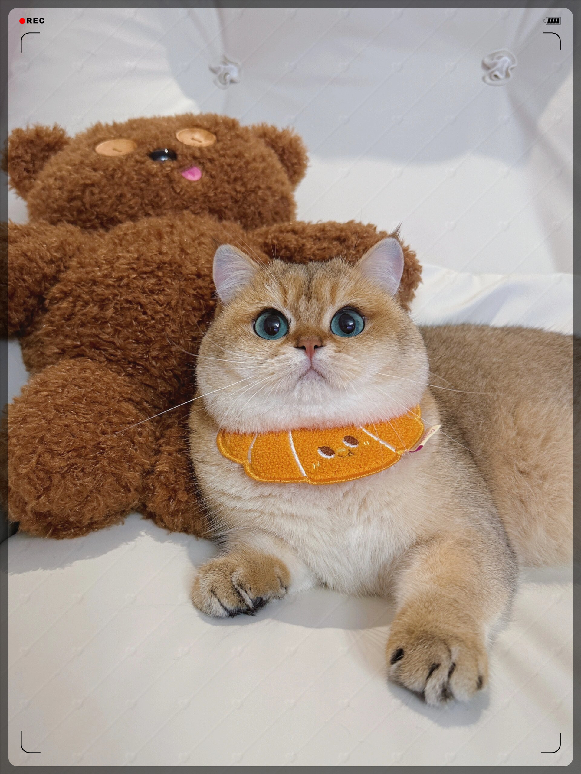 以太坊钻石猫_以太坊 加密猫